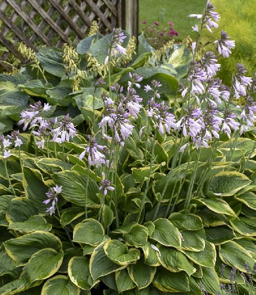 Hosta fortunei 'Albo Marginata'